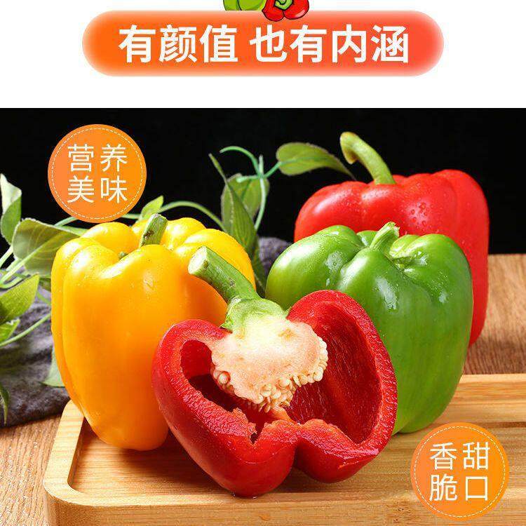 2025年寿光五彩椒新鲜采摘后如何搭配食用才更美味？