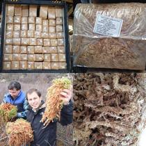 Chilean water tundra moss carnivora plant nutrition soil orchid matrix Fly Grass Carnivora Special Earth Speed Selling Thong