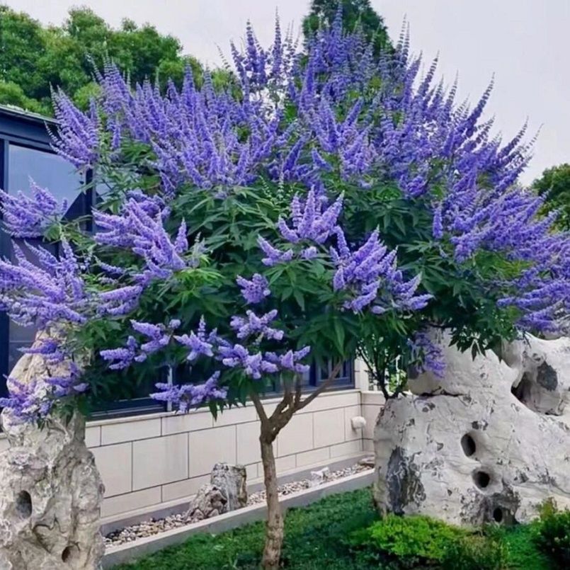 穗花牡荆苗：耐寒阳台户外庭院花镜植物，打造你的专属“棒棒糖”多年生树状薰衣草