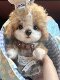Vockoo High-End Doll Chef Puppy Handmade Jointed Doll Imported Mohair Birthday Christmas New Year Gift