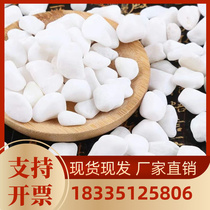 Chongqing small white stone succulent paving stone cobblestone fish tank landscaping white stone flower pot decoration courtyard pavement