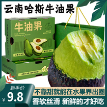 Yunnan Hasbull Oil Fruit Non-gift Box Loaded Fresh Fruit Yunnan Ready-to-hood Правильный Сезон Приготовленный Сыр