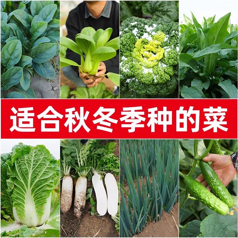 Suitable for autumn planting vegetables Miao Seasons Easy To Live Leeks autumn sowing resistant cold dolls vegetables Blue mustard chili rice seedlings-Taobao