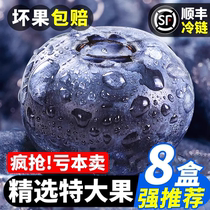 Fresh mountain blueberries boxed Yunnan high mountain pure sweet crispy fragrance picked in season whole box nationwide cold chain