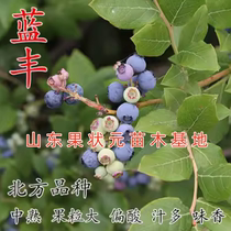 Lanfeng large-fruited blueberry seedlings are cold-resistant and easy to grow potted plants planted in the north and south rabbit eye Lanfeng pure sweet blueberry fruit trees