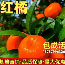 Grafted red orange seedlings large trees planted in the north and south courtyards with soil four-season balcony potted plants fruit-bearing orange seedlings in the same year
