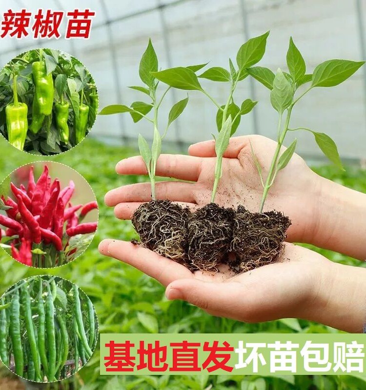 Chilli Miao Dynasty Pepper Thread Peppers pepper Pepper Tip Thin Leather Cow Sheep Corner Pretzels Pepper Slim pepper Pepper Courtyard Balcony Cultivation-Taobao