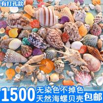 Weighing mini natural small conch shell mixed stickers hand-decorated fish tank white shell conch conch