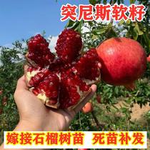 Tunisian soft-seeded pomegranate seedlings planted in the north and south of seedless pomegranate fruit trees in courtyard balcony basins will produce results in the same year