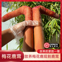 Fresh deer antlers whole branches with blood ginseng and deer penis special Chinese medicinal materials for soaking in wine special grade sika deer antler slices