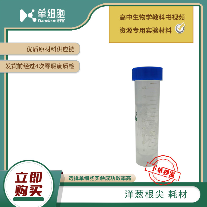 洋葱根尖（拍下7天发货）