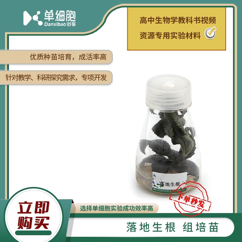 高中生物实验专用   落地生根组培苗