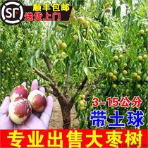 Jujube live seedlings extra large Zhanhua winter jujube second generation fruit tree fruit seedlings north and south courtyard planting grafted jujube trees with soil