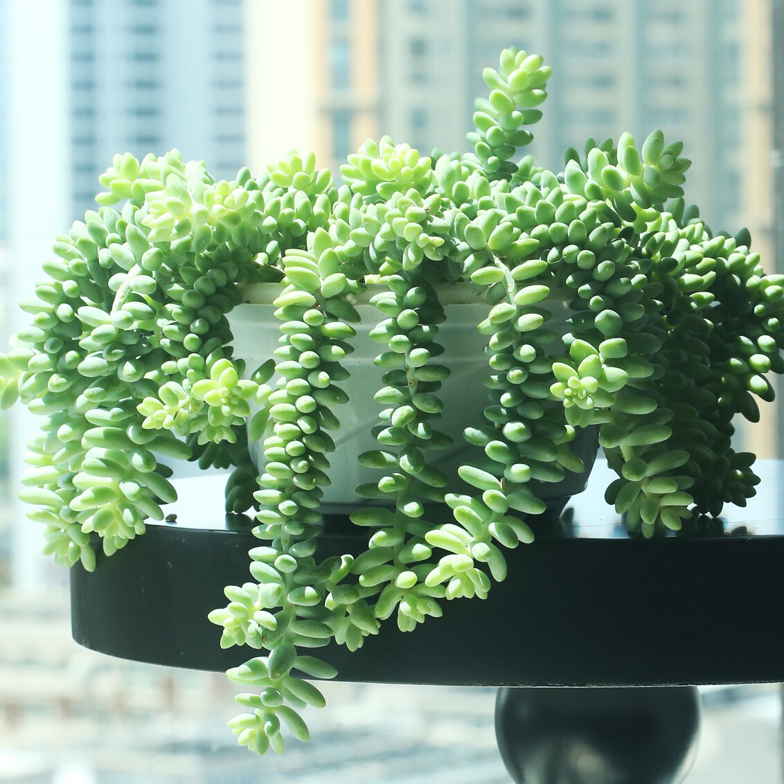 舞花肉的LOGO