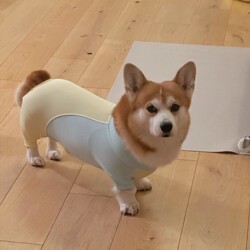 Dog Four-Legged Clothing with High Elasticity, Anti-Shedding, Outdoor Dirt-Proof, Mud-Proof, Belly-Covering, Elbow-Protecting Clothing for Corgis and Shiba Inus