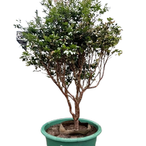 Extra large Four Seasons Jiabao fruit tree grape saplings that bear fruit in the current year potted plants ground planting balcony courtyard planting fruit trees and fruit saplings