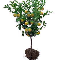 Extra large bee sugar plum saplings new varieties crispy sweet bone-free plum potted plants ground planting courtyard planting fruit trees large trees in all seasons