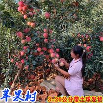 Grafted apple tree seedlings with soil basin planting north and south planting courtyard dwarf red Fuji Jinshuai big apple seedlings