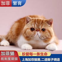 Red tabby Garfield live purebred cub bun-faced pet kitten movie version competition level Garfield pet cat