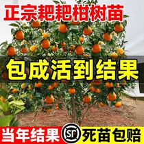 正宗四川春见耙耙柑树苗嫁接果树粑粑柑沃柑丑橘南北方种植水果苗