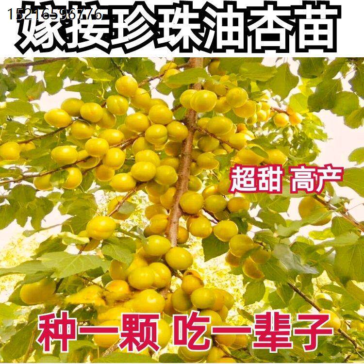 正宗新款珍珠油杏树苗为何被称为奶油味杏树新宠?当年结果的秘密是什么?-果树种子种苗-淘宝好物网