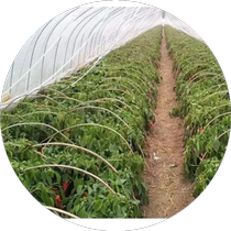 PE material shed film two-layer three-layer small shed transparent plastic film cold-proof anti-freeze and thermal insulation agricultural film