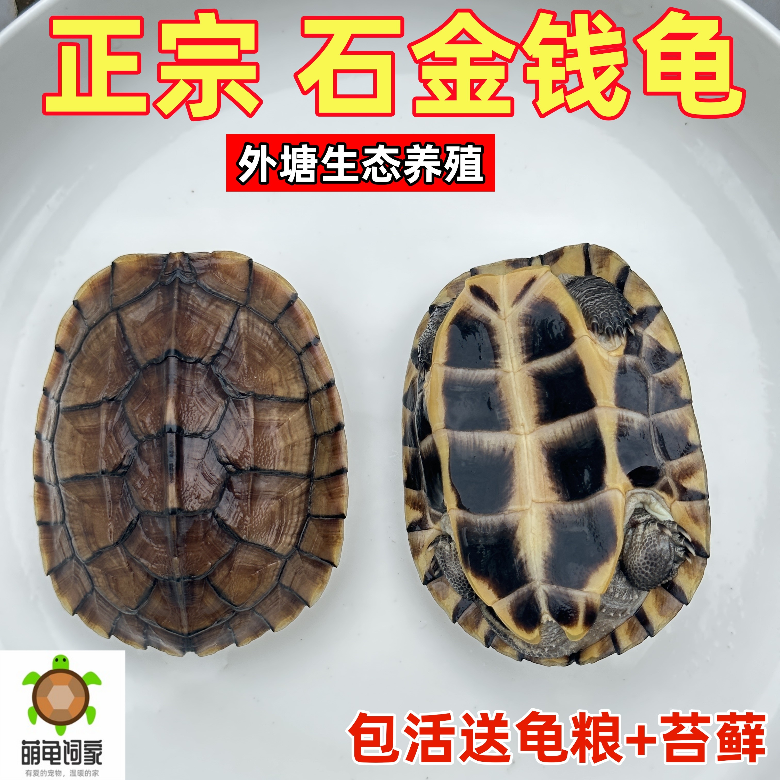 打破長泳紀錄的赤蠵龜YOSHI：《YOSHI and the Ocean》 – 小島停琉Linger Bookstore, image size:3024x3024