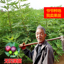 Fig tree seedlings potted ground planting planting extra-large red fig tree garden balcony all-season green fig tree seedlings