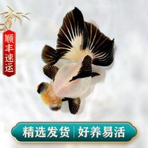 Butterfly Tail Goldfish Live Fish Boutique Black & White Panda Butterfly Tricolour Red Packet Gold Fresh Water Cold Water Ornamental Fish Dragon Clear Butterfly Tail
