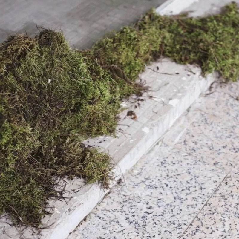 Natural dry moss diy gardening paved surface decoration floral floral wood Balcony Garden Microscape Windows Ground Shelter-Taobao