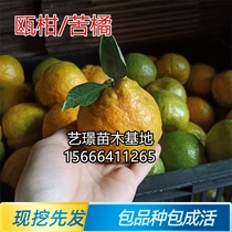 Fruit trees Miao Ou mandarin saplings Tangerine citrus Bitter Orange Fresh Organic Fruit Citrus Fry in a Bitter Citrus Fry