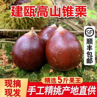 Jianou Alpine Cone Chestnut Round Chestnut Xia Shu Small Oil Chestnut 2023 Fresh Fujian Specialty Sweet Pink Waxy Hair Chestnut