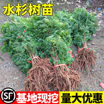 Metasequoia saplings deciduous cypress pond fir saplings north and south courtyard slope protection large trees evergreen greening trees in all seasons