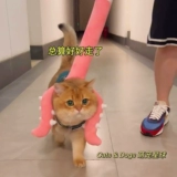 Золотые три шкафа кошки ловцы кошачья игрушка арестованные котенок золотой