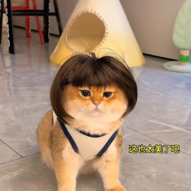 cat wig ສັດລ້ຽງ cat hair dog headgear headdress hairstyle COS Kunkun ແບບດຽວກັນ funny grandma grey hat