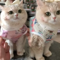 Сказочный костюм [2 куски милых девушек]