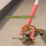 Золотые три шкафа кошки ловцы кошачья игрушка арестованные котенок золотой