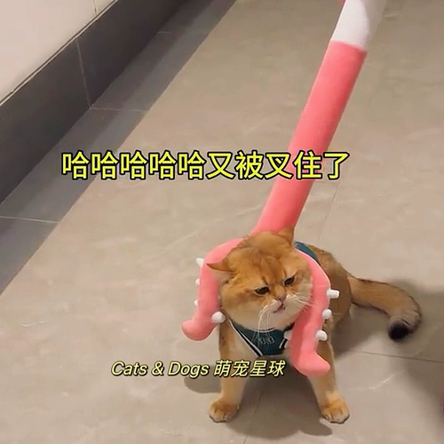 Золотые три шкафа кошки ловцы кошачья игрушка арестованные котенок золотой