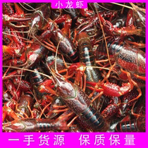 Jiangsu Poissons deau douce reproducteurs en direct Eau de homard Eau 567 Argent 3 catty Eau Branché Eau Live Shrimp Spicy Crayfish