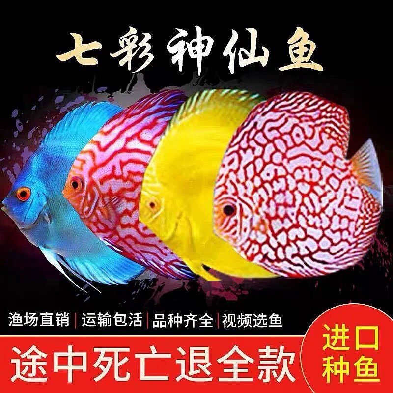 温州七彩神仙鱼养殖基地的LOGO