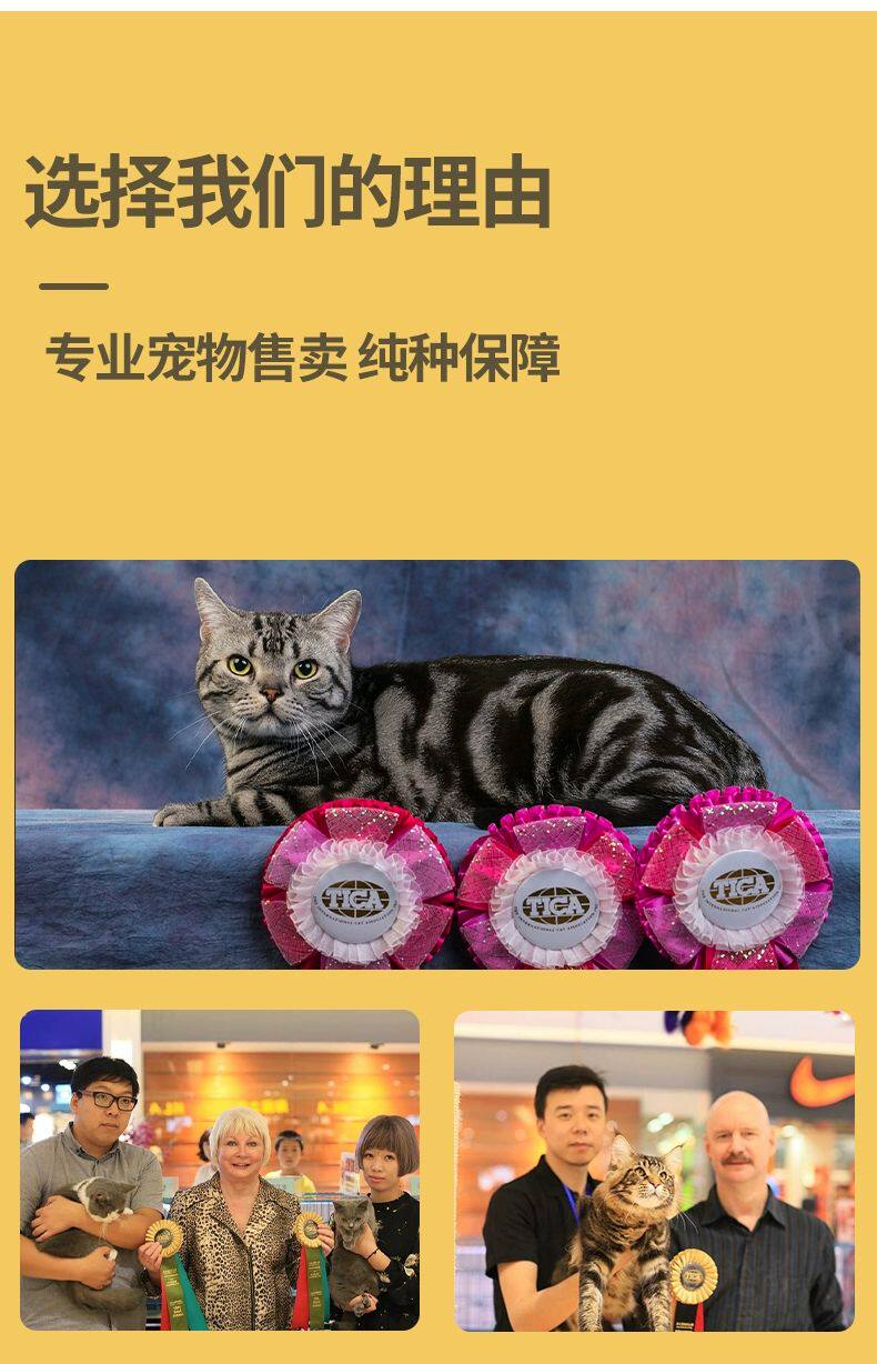 ПЭТ Элизабет 香港发货英短银渐层幼猫纯种宠物猫咪活体银点纯白矮脚猫曼基康猫