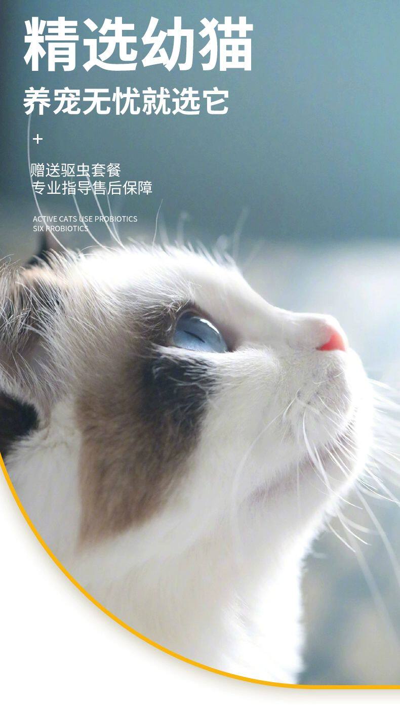 ПЭТ Элизабет 香港发货英短银渐层幼猫纯种宠物猫咪活体银点纯白矮脚猫曼基康猫