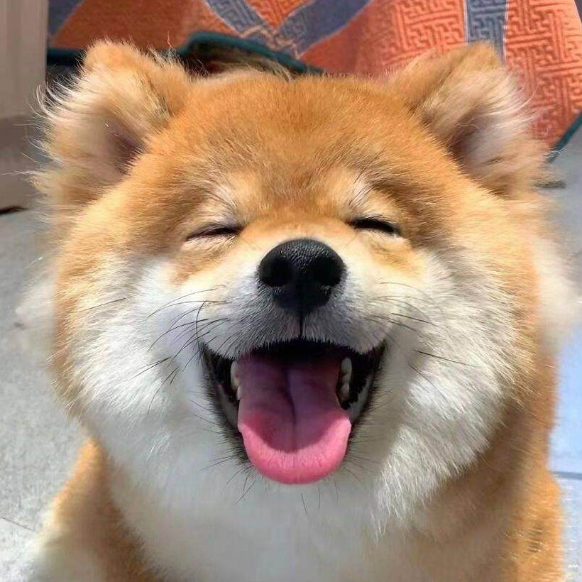 俏萌主宠物