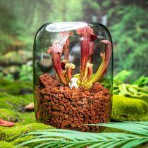 Volcano Phoenix Phoenix Insect-Eating Creative Micro Landscape Desktop Gifts for Friends Living Room Ornaments Gifts Without Lights