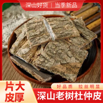 The bark of Eucommia ulmoides an old tree in the deep mountains of Qinling Mountains Chinese medicinal material silk floss bark is fresh in season and can be brewed into wine tea and water to maintain health.