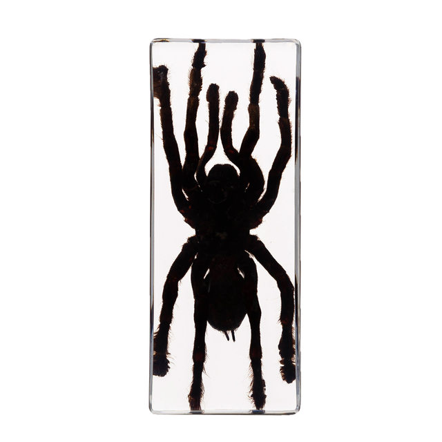 Real Resin Insect Specimens, Real Insects, Beetles, Spiders, Leaf Beetles, Moths, Scorpions, Mantis, Lizards, Amber Specimen Ornaments