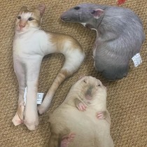 Pet pillow custom-made picture printed photo custom-made special-shaped pillow cat and dog simulation gift complete pillow fetish