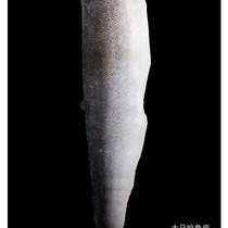 Raw materials: Hezhe ethnic fish skin salmon skin 30 pieces of full-painted skin