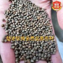 Northwest Perilla Seeds Perilla Seeds and Cortex Seeds 500g Gansu Oily Suma and Black Suma Seeds are produced directly from farmers in Tianshui
