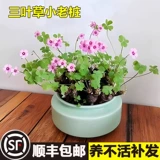 Форма миниатюрного бонсай клевера, небольшой старый ворсовый материал, рассада, ручной миниатюрный шафран в горшке, щавель